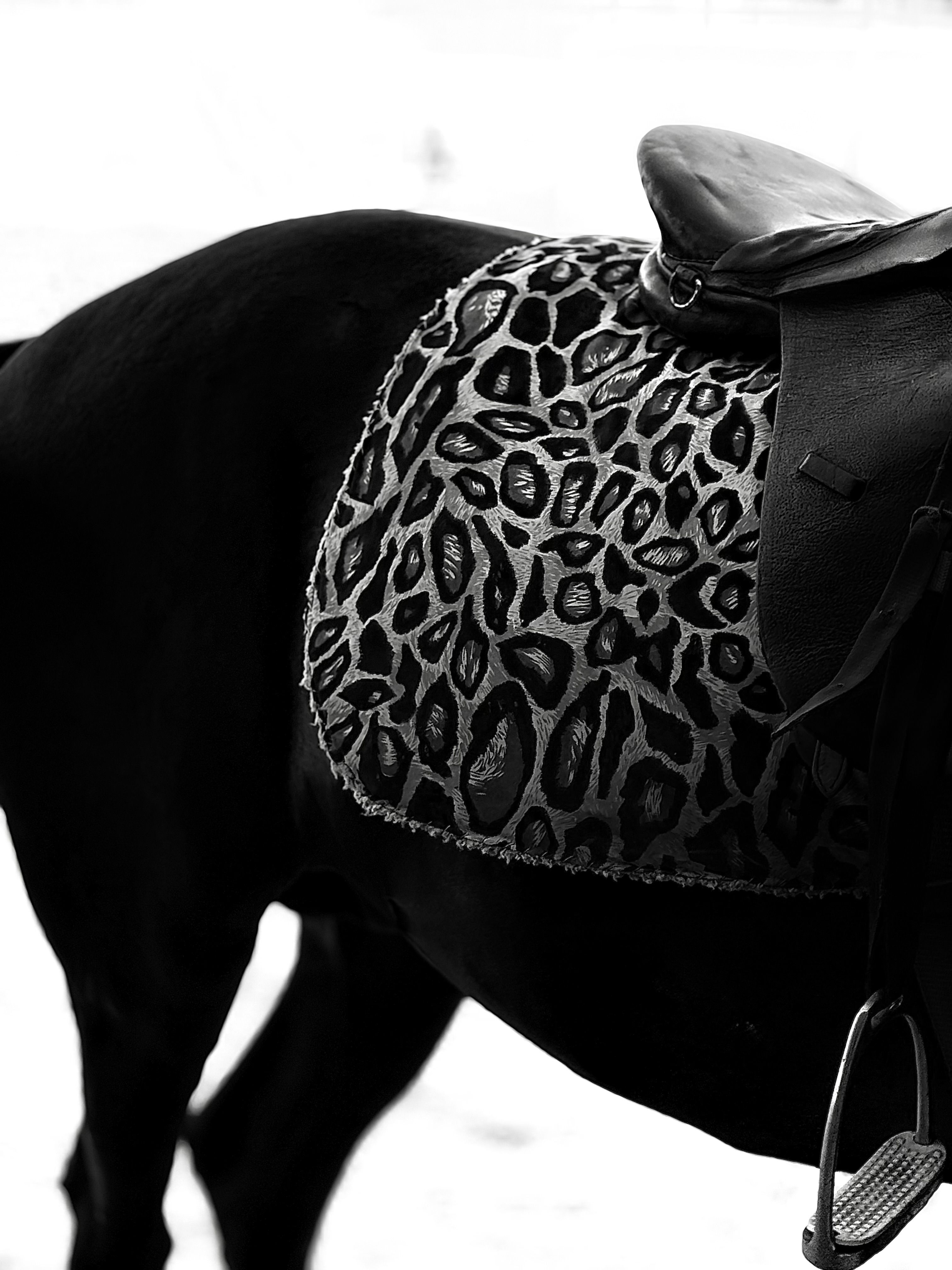 Black Horse with Stylish Leopard Print Saddle · Free Stock Photo