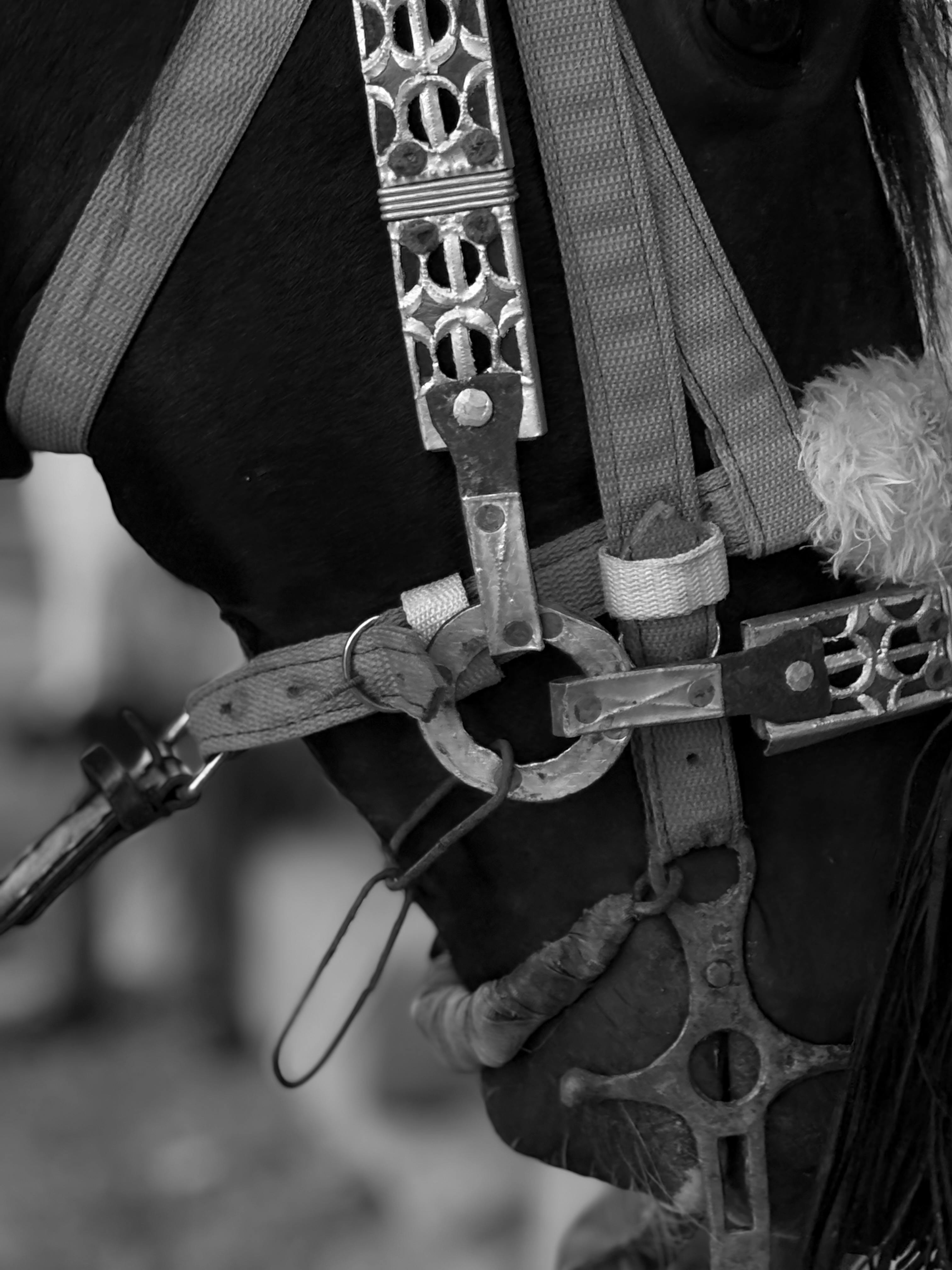 Detailed black and white close-up of a horse's bridle and reins.