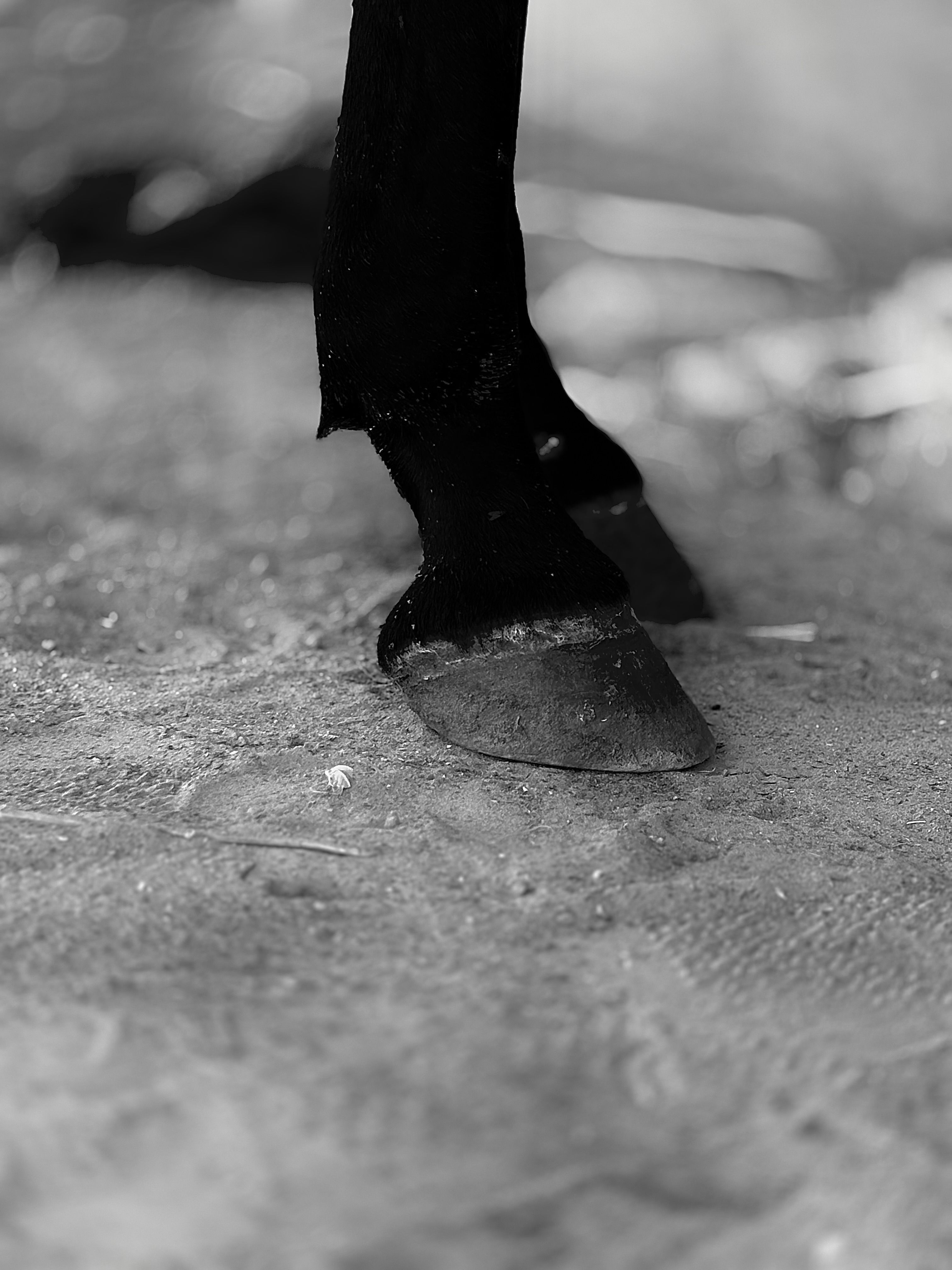 Close-up of Horse Hooves on Sand · Free Stock Photo