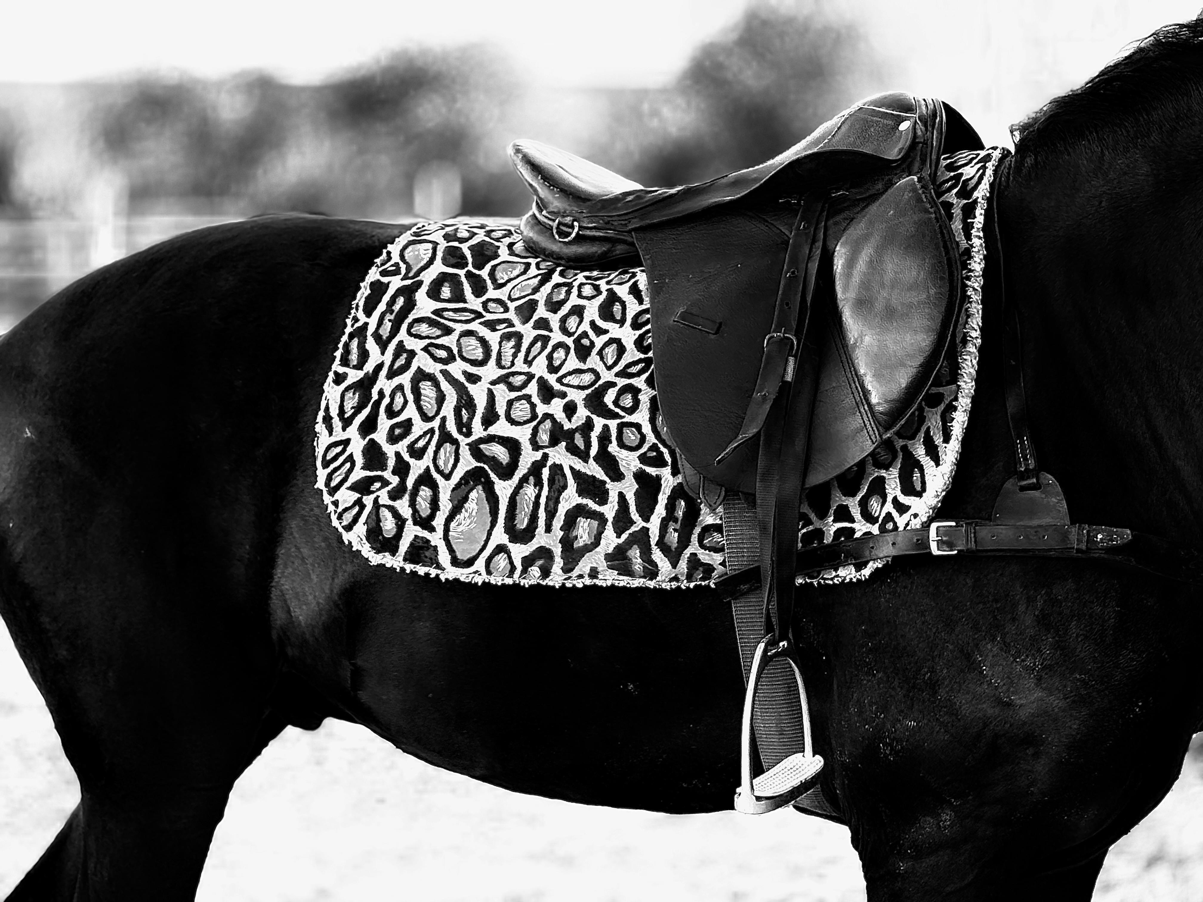 A close-up of a black horse's saddle with leopard print pattern in black and white.