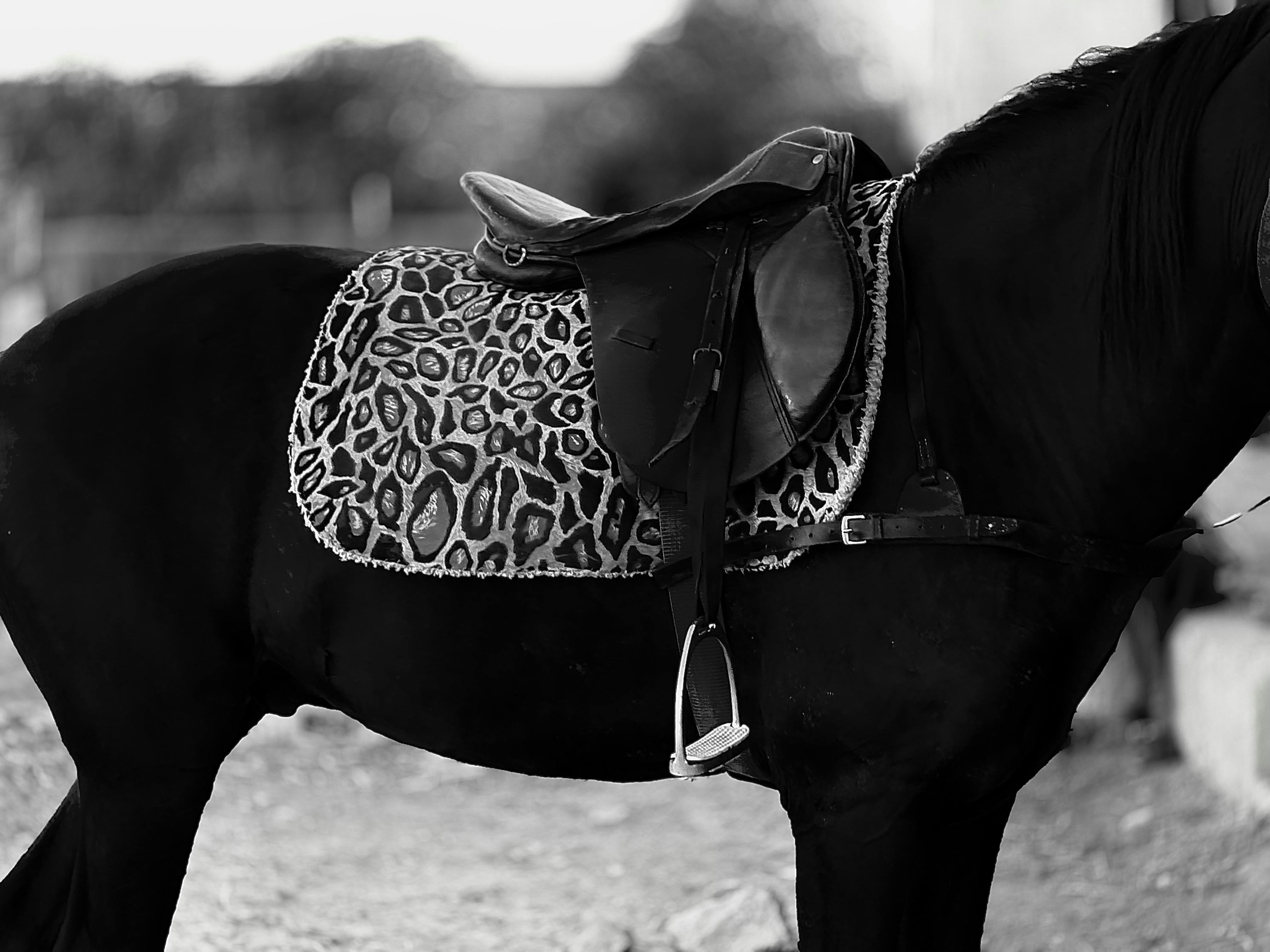 A black horse with a distinctive leopard-patterned saddle.