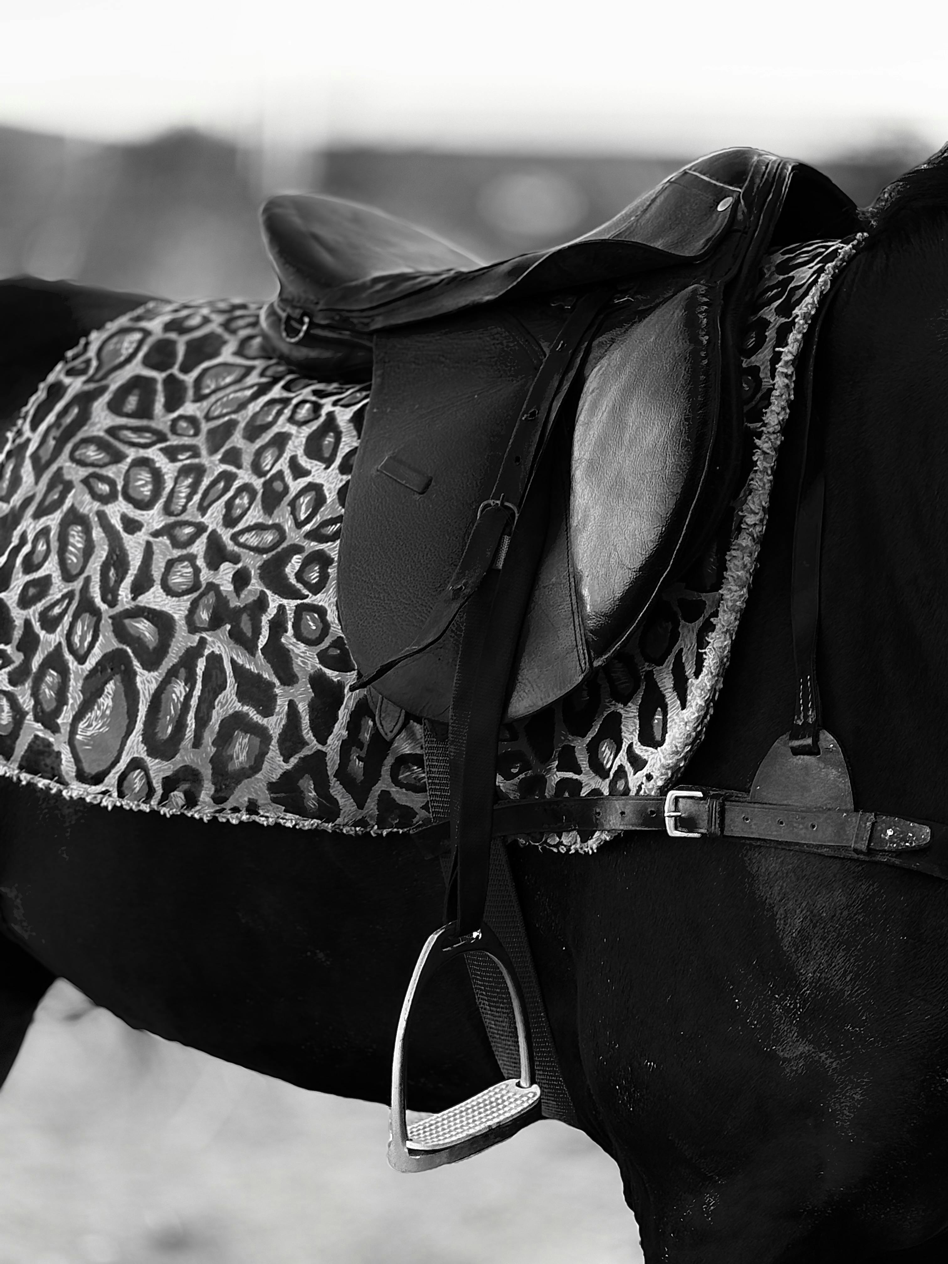Closeup of a stylish saddle on a horse in a black and white setting, highlighting equestrian elegance.