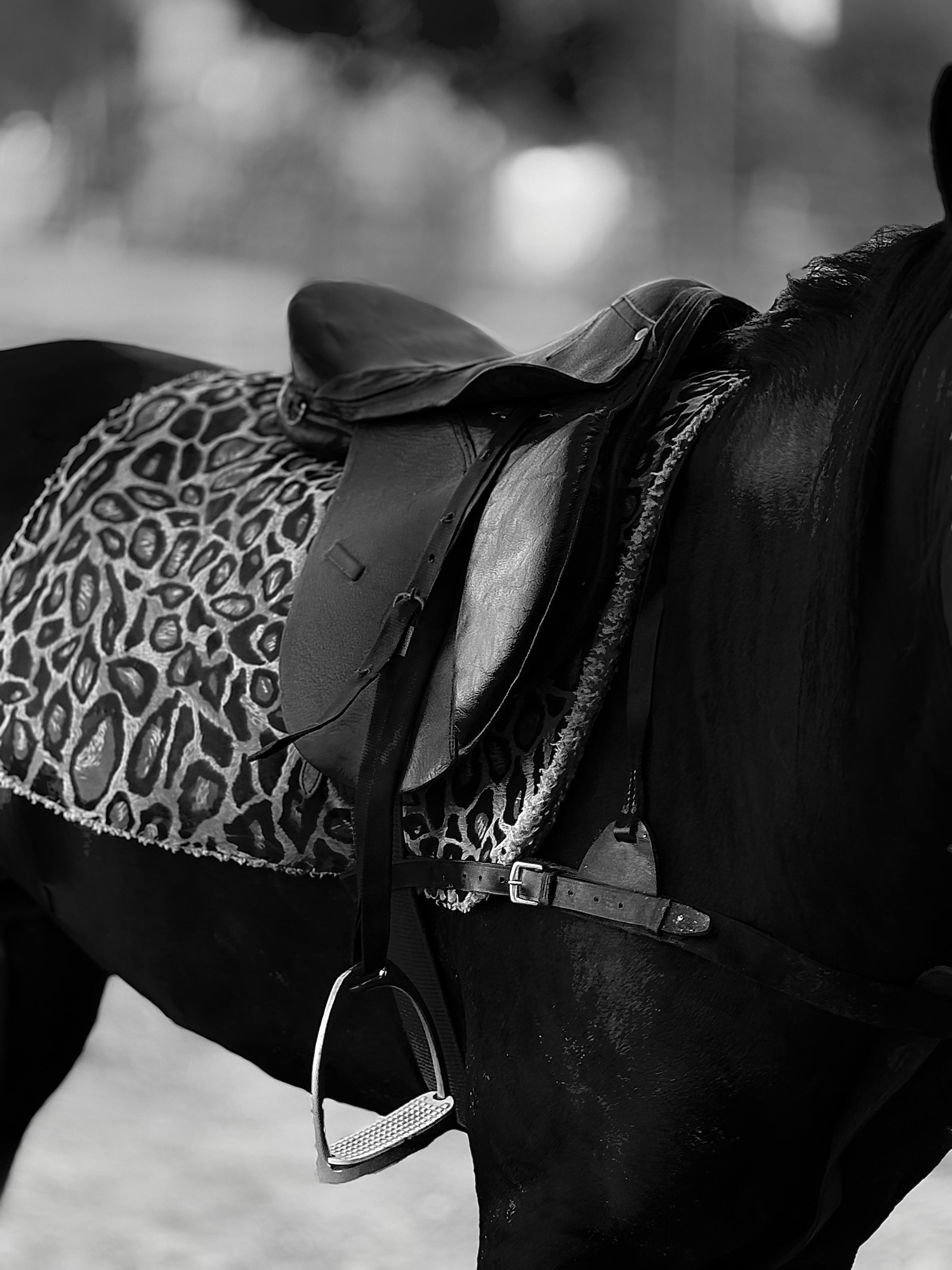 Black horse with a leopard print blanket and saddle, elegant equestrian style.