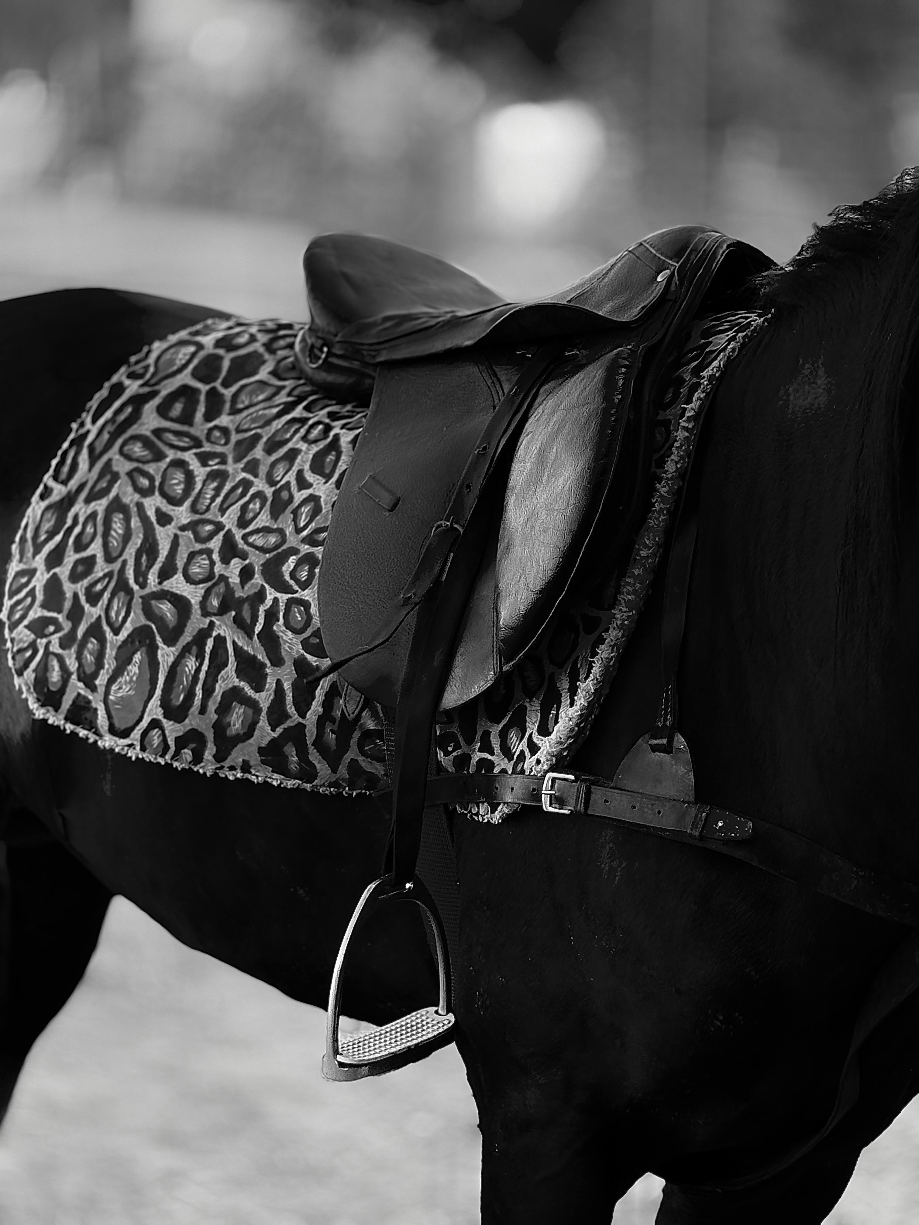 Close-up of black horse's saddle with leopard print blanket in black and white.