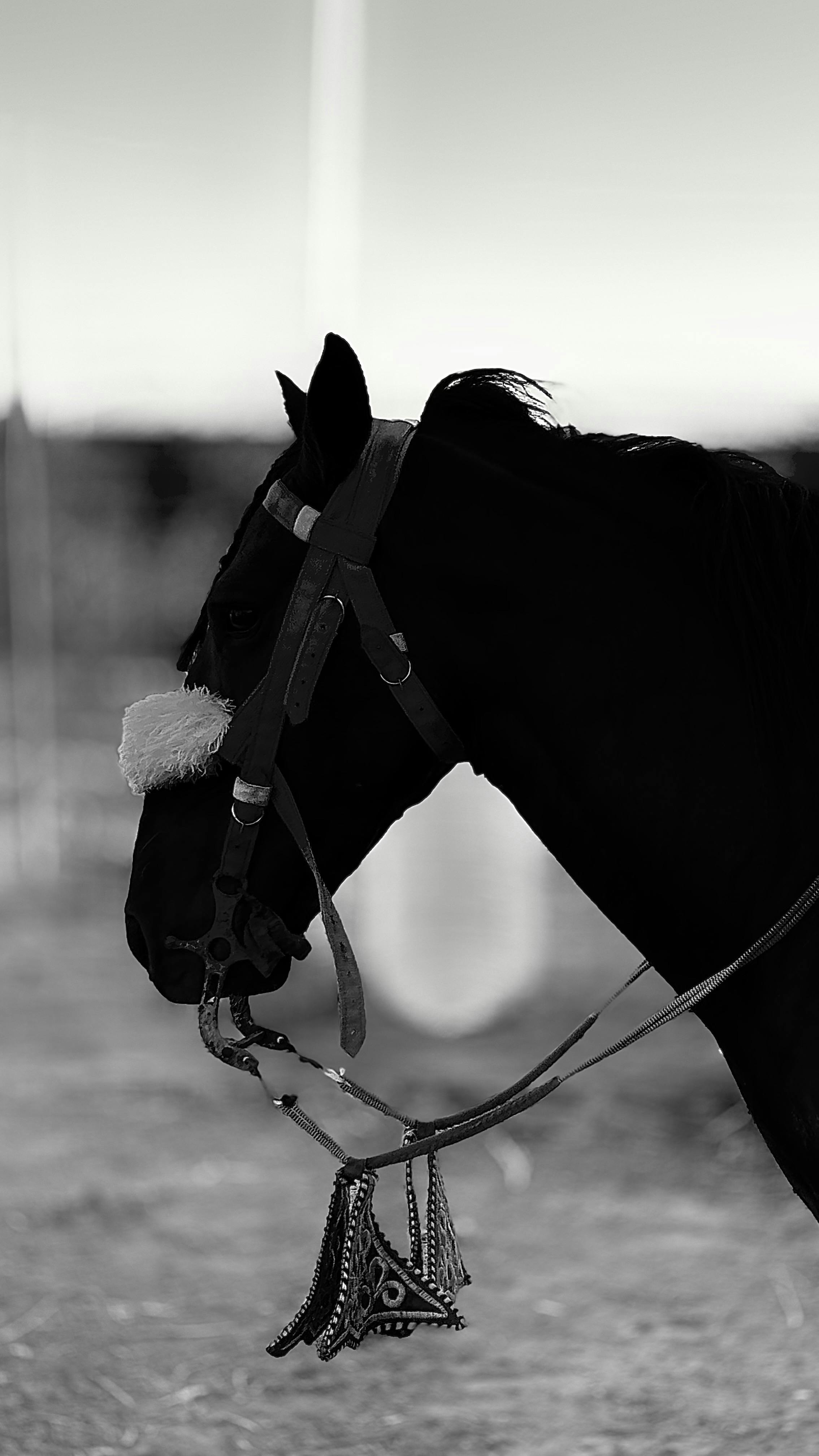 Graceful side profile of a horse wearing a harness captured in black and white.