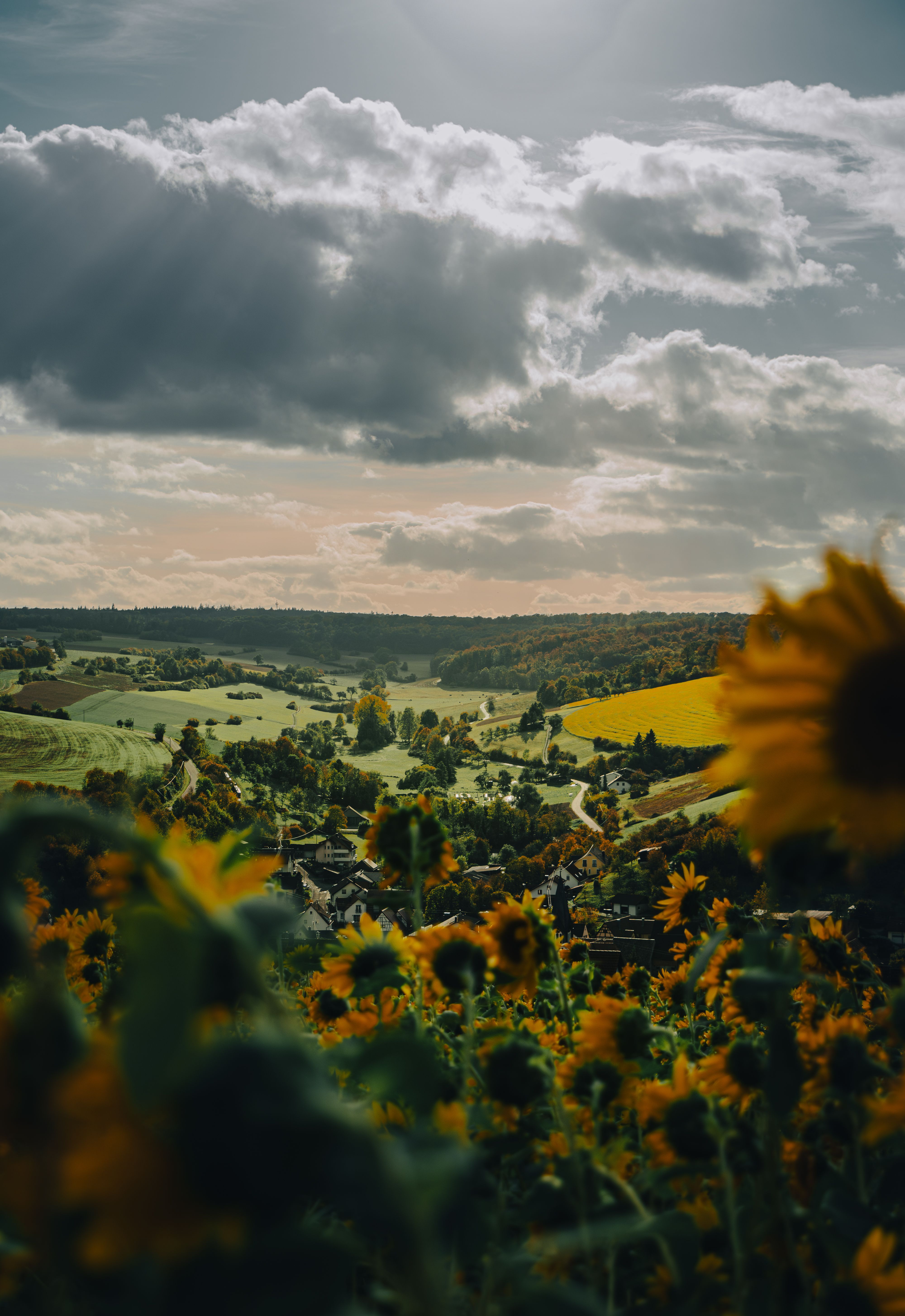 Beautiful autumn landscape with sunflowers and dramatic clouds over Bad Mergentheim, Germany.
