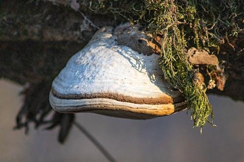 Foto profissional grátis de cogumelo, fotografia de pequenos seres