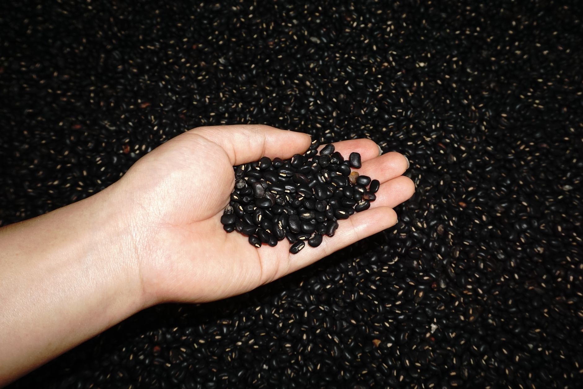 Cooked black beans in a bowl showing rich protein source