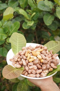 A hand holding a plate of raw cashew nuts with leaves outdoor, showcasing fresh cashew harvest.