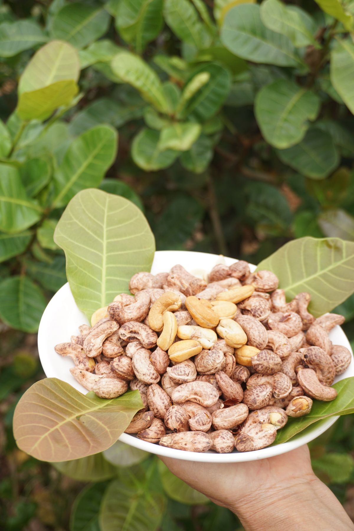 Cashews: Mozambique's Golden Crop