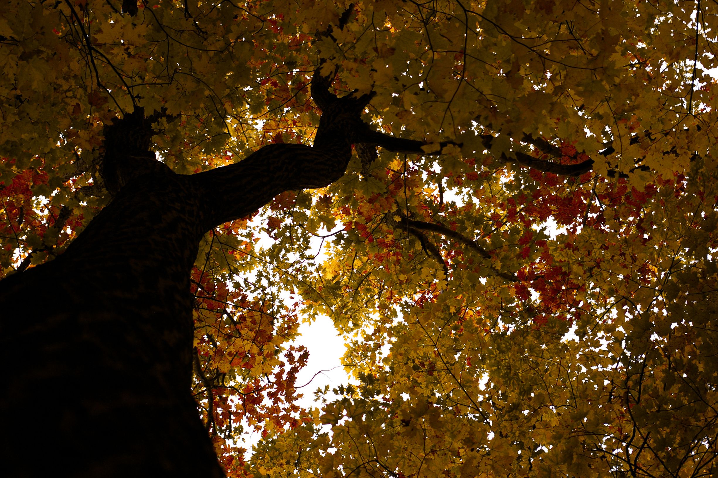 Autumn Tree Canopy with Vibrant Leaves · Free Stock Photo