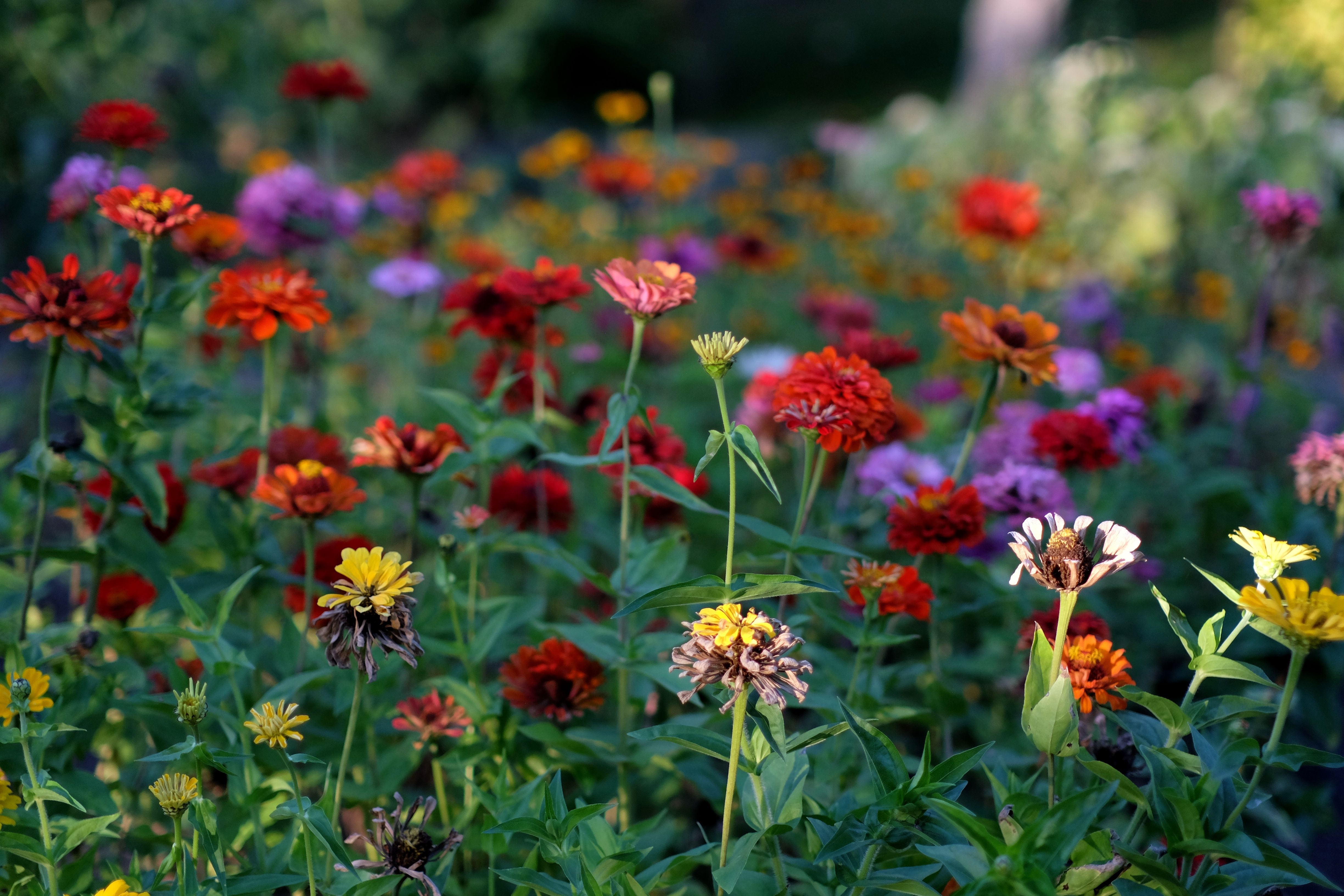 [ColoSach]-a-lively-garden-scene-full-of-colorful-zinnia-flowers-blooming-in-various-shades-under-the-bright-daylight.