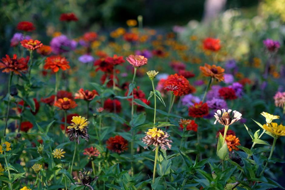 garden_design, outdoor_landscape, gardening_tools - Detail