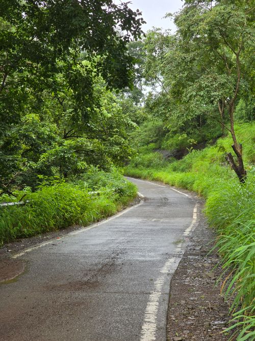 Free A peaceful winding road in a lush green forest following a refreshing rain. Stock Photo