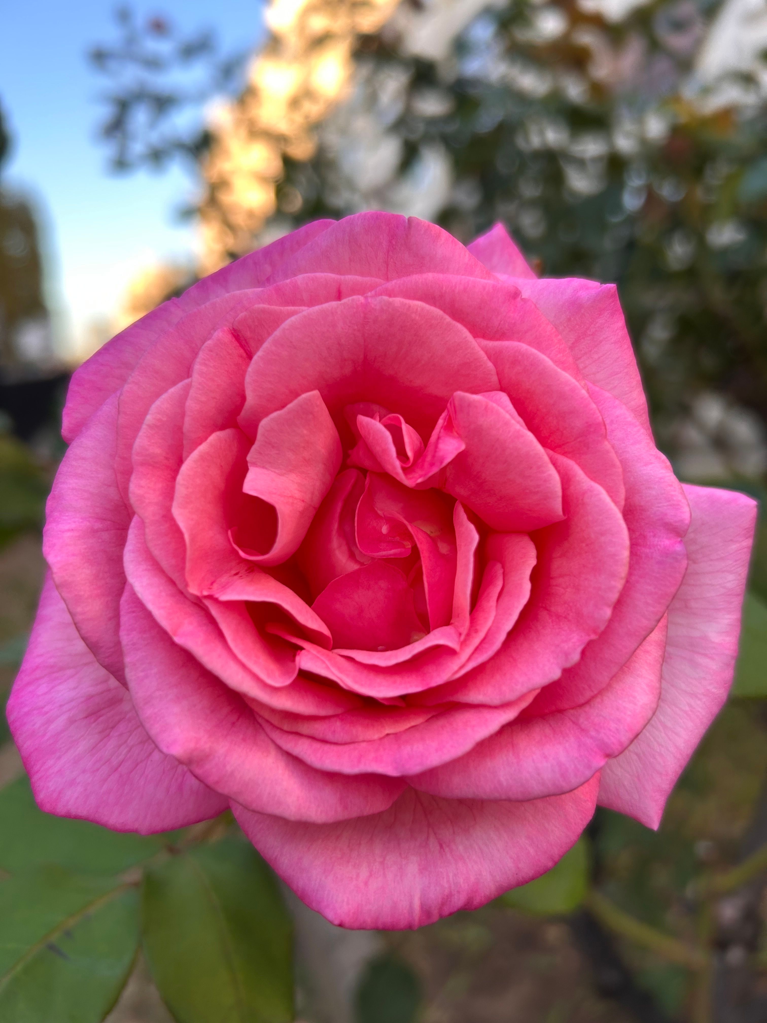 Close-up of Vibrant Pink Rose in Garden · Free Stock Photo