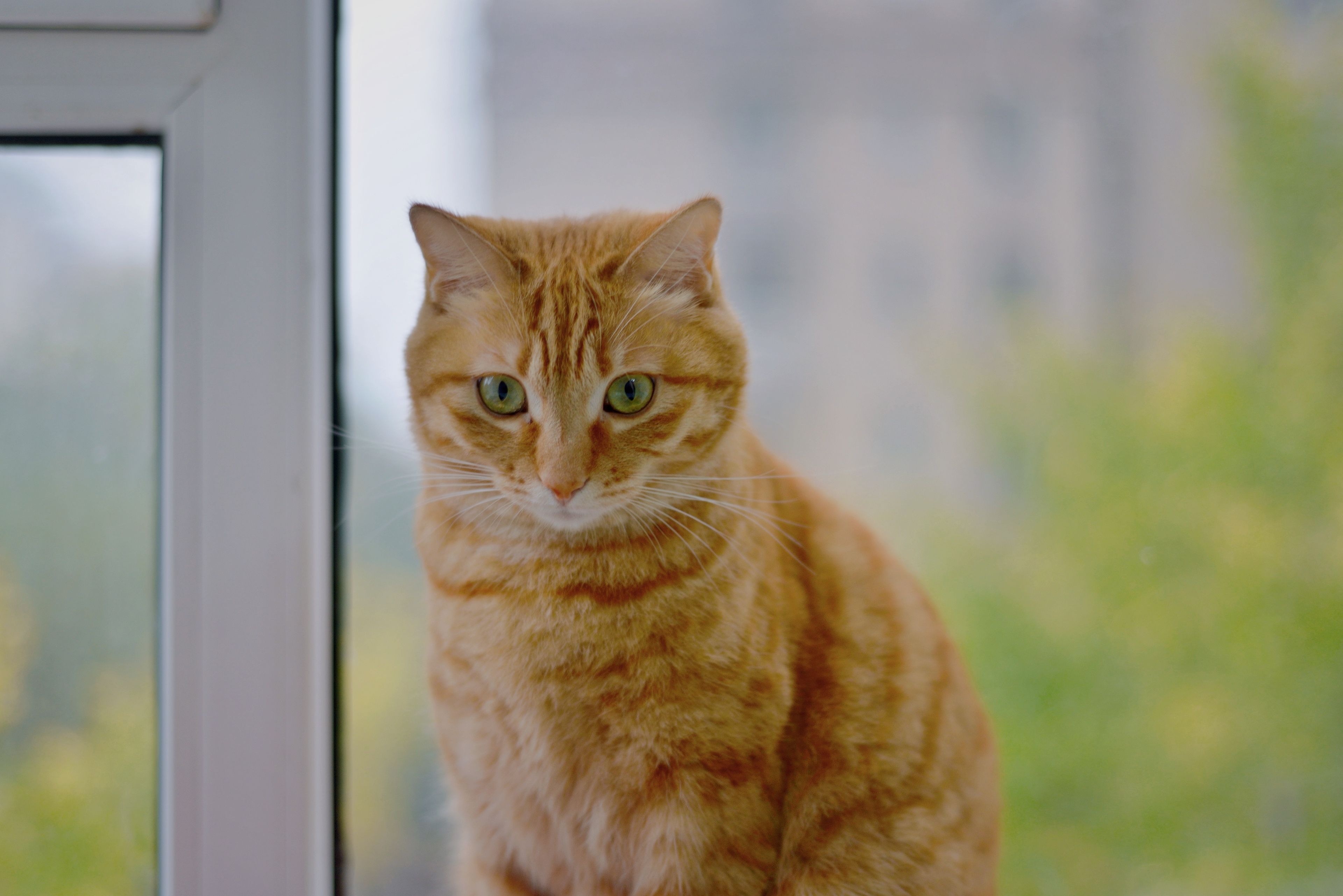 Ginger Tabby Cat Sitting by Window Indoors · Free Stock Photo