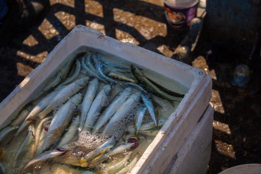 A box of freshly caught fish in a foam container, sunlight casting shadows.
