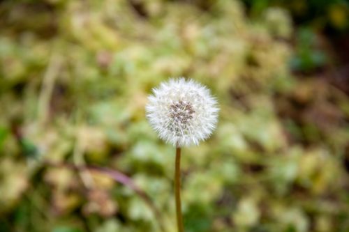 Free A detailed shot of a dandelion seed head against a blurred natural background. Stock Photo