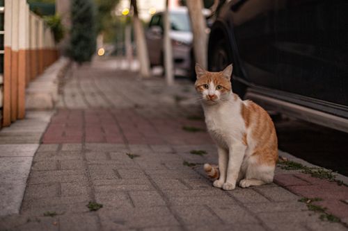 Free A ginger and white cat sits on a sidewalk, captured in an urban setting during dusk. Stock Photo