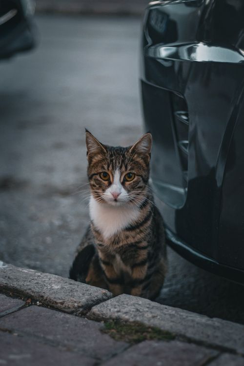 Free A tabby cat with striking eyes sits next to a car on a street. Stock Photo