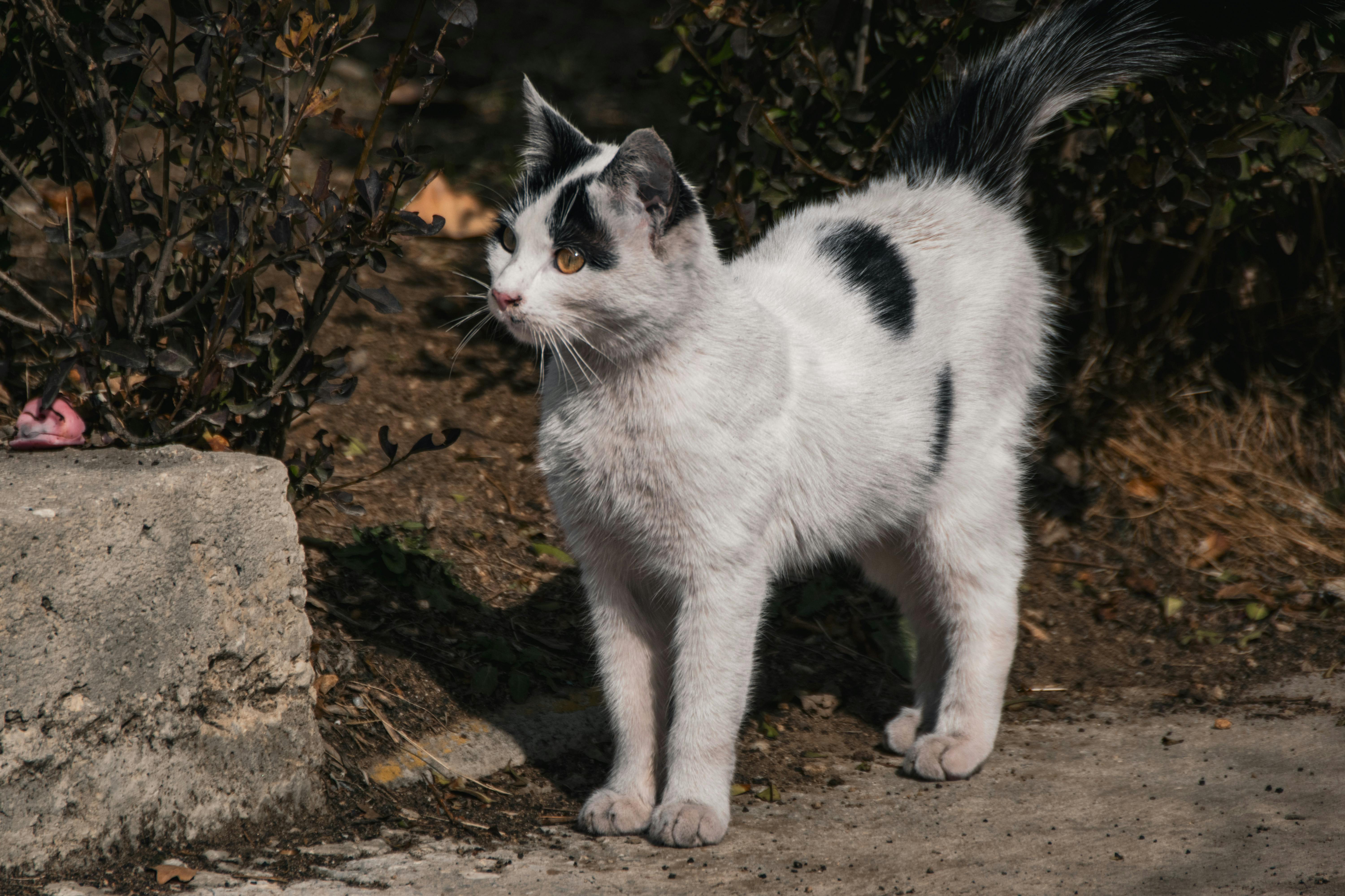 Ethical Wildlife Watching: A Guide to Responsible Nature Exploration