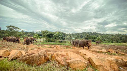 HDR, 叢林, 大象 的 免费素材图片