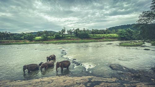 Free stock photo of elephant sanctuary, elephants, elephants in water