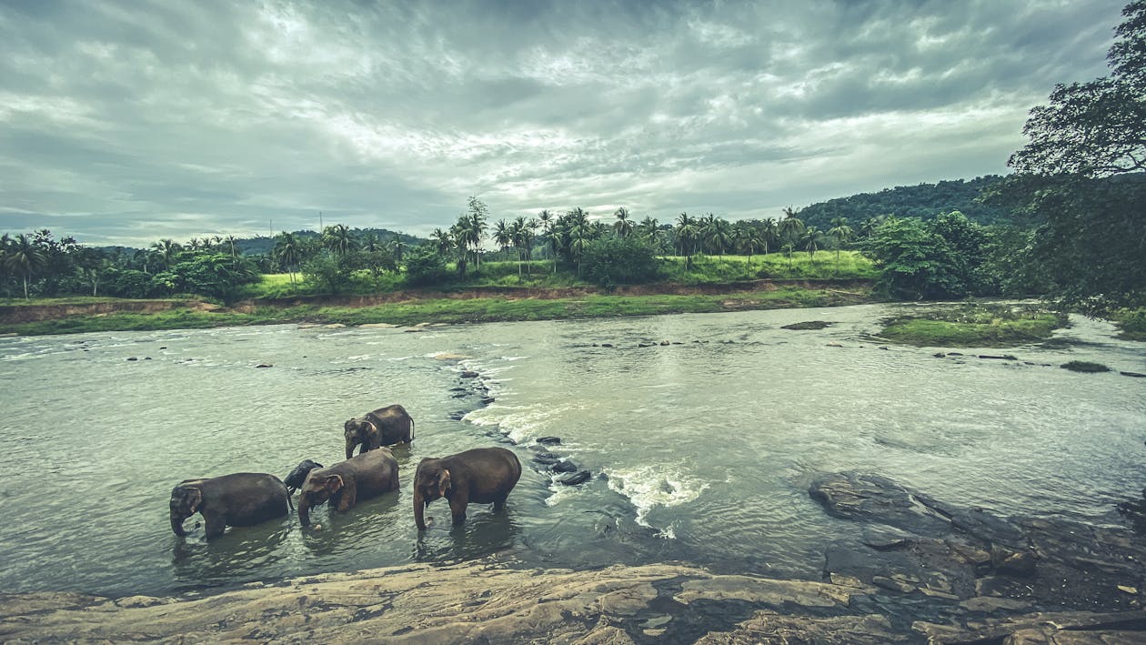 Free stock photo of elephant sanctuary, elephants, elephants in water