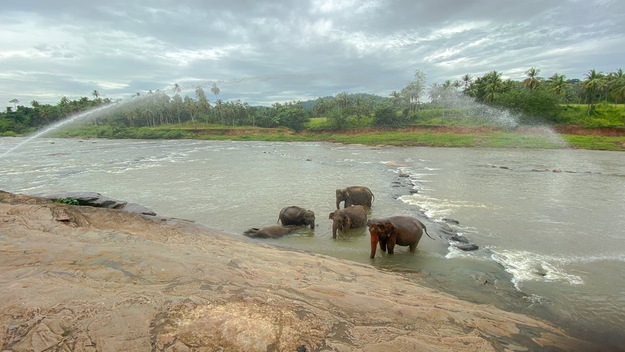 Free stock photo of elephants, elephants in river, mountains