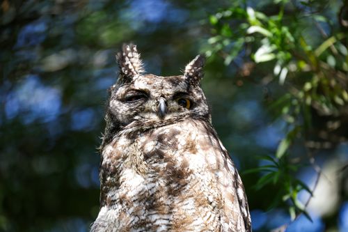 Free A horned owl winks amid the sunlight and foliage, showcasing its natural habitat. Stock Photo