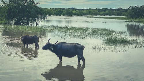 Foto profissional grátis de animais, animal selvagem, búfalo marinho
