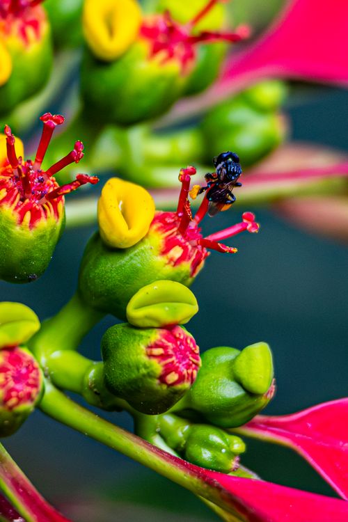 Free Detailed macro photo of Euphorbia plant with bright colors and insect. Stock Photo