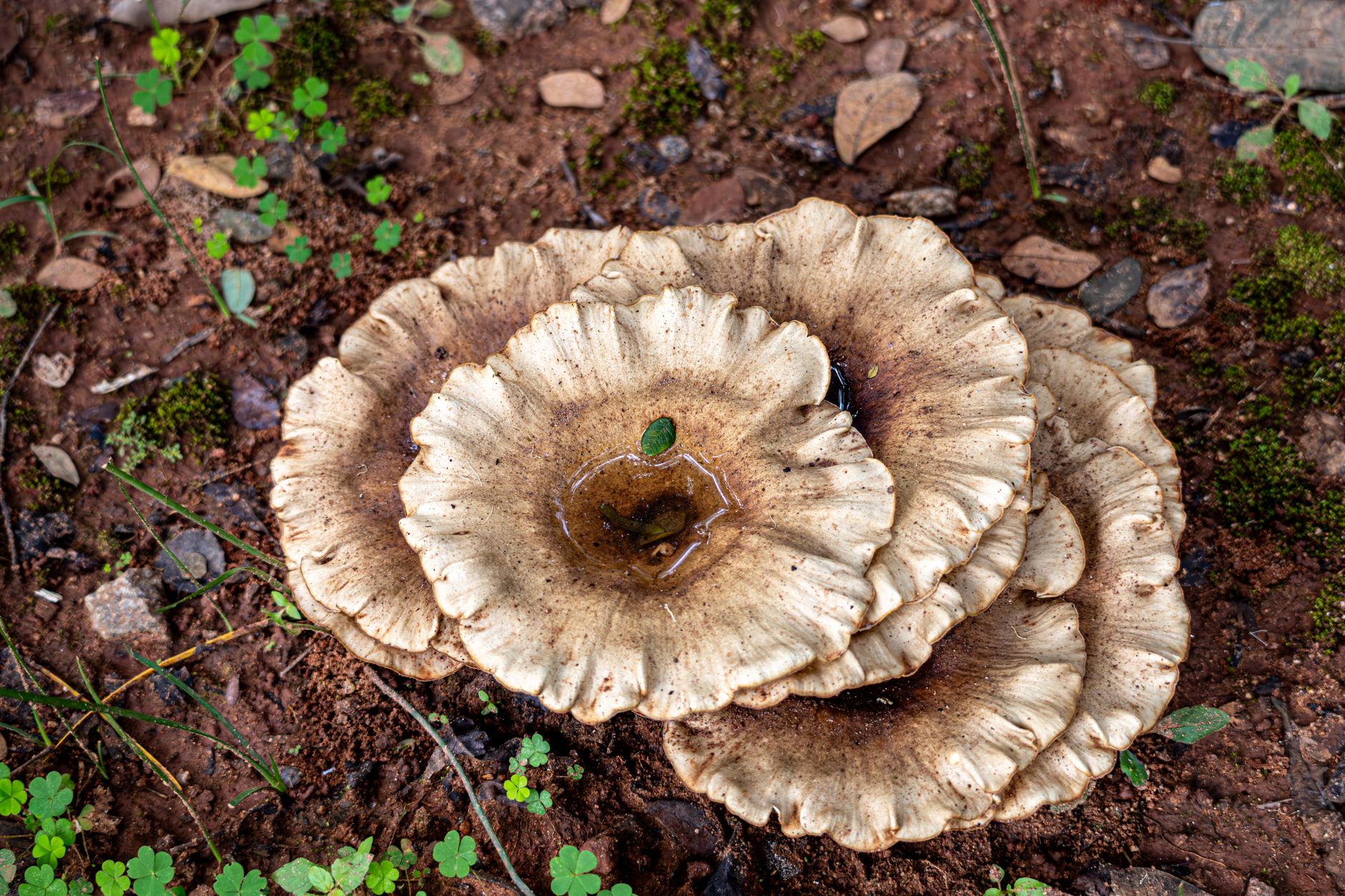 Close-up view of wild mushrooms growing in forest soil, highlighting natural textures and surroundings.