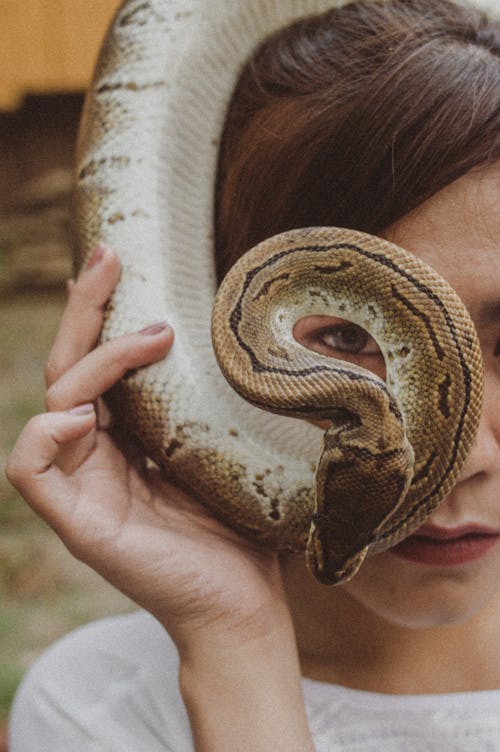 Gratis lagerfoto af alvorlige, bold python, brunette