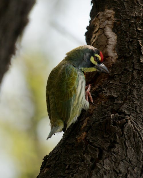 Free stock photo of animal photography, bird, bird photography