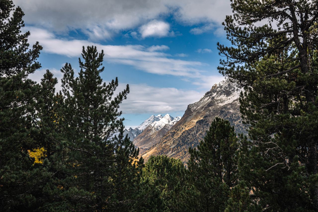 Breathtaking view of snow-capped mountains and evergreen forests in Graubünden, Switzerland.