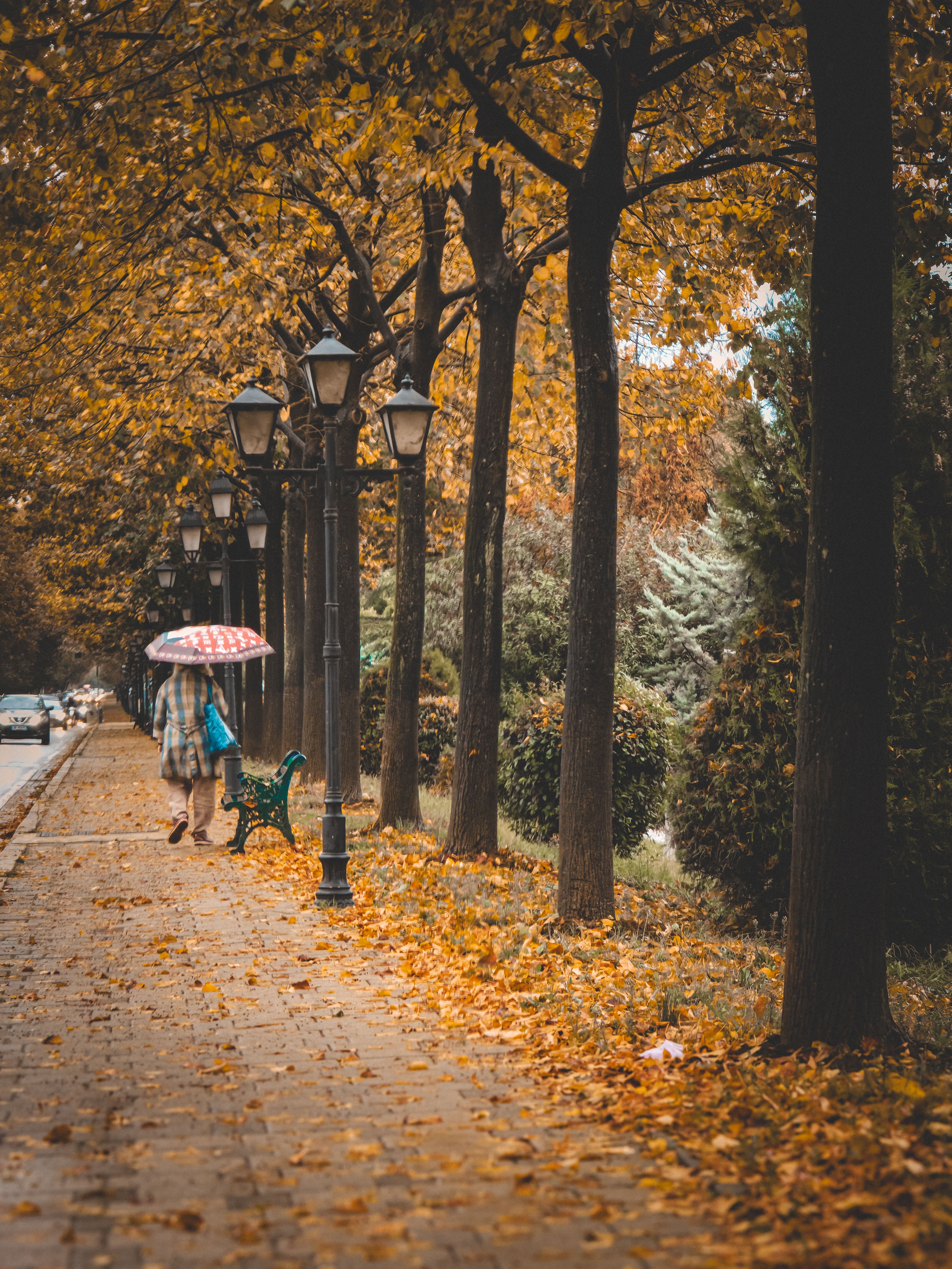 Autumn Walk on Tree-Lined Street in Tirana · Free Stock Photo