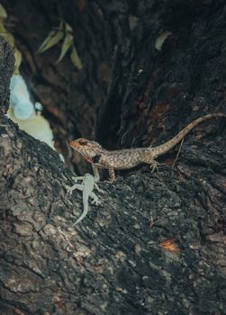 chameleon photo