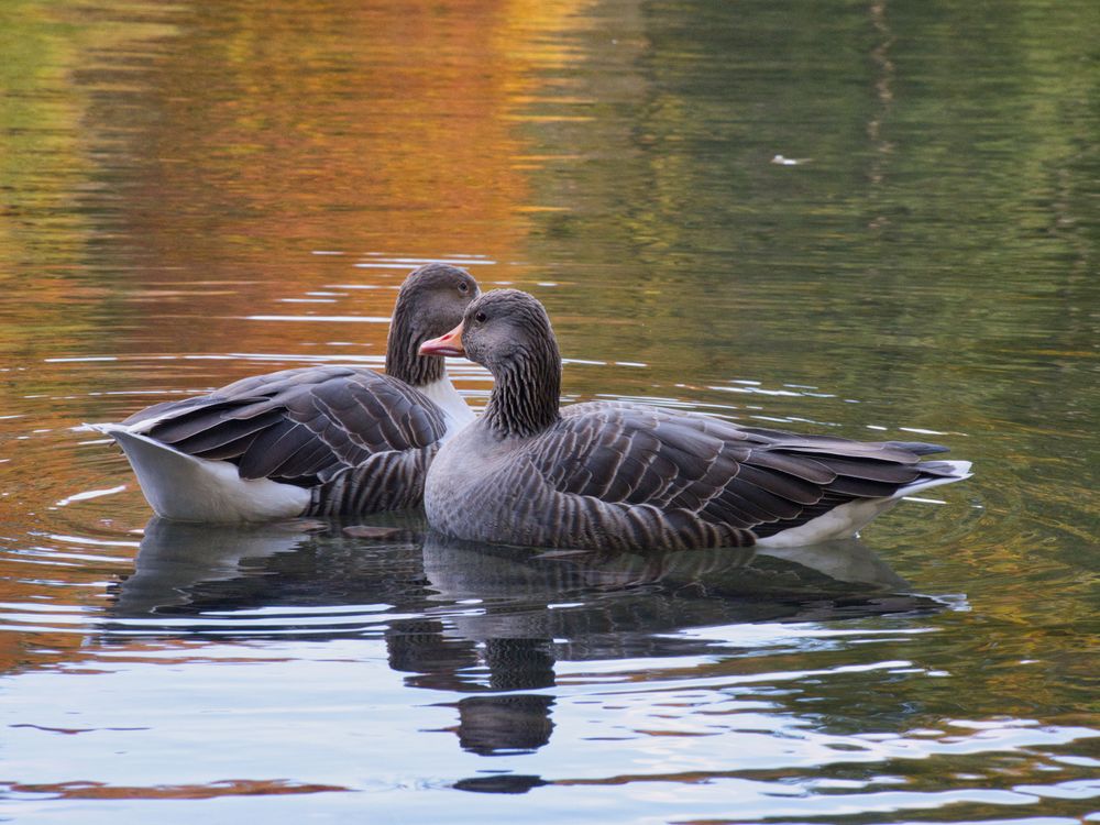 Pair of Greylag Geese in Autumn Reflection · Free Stock Photo