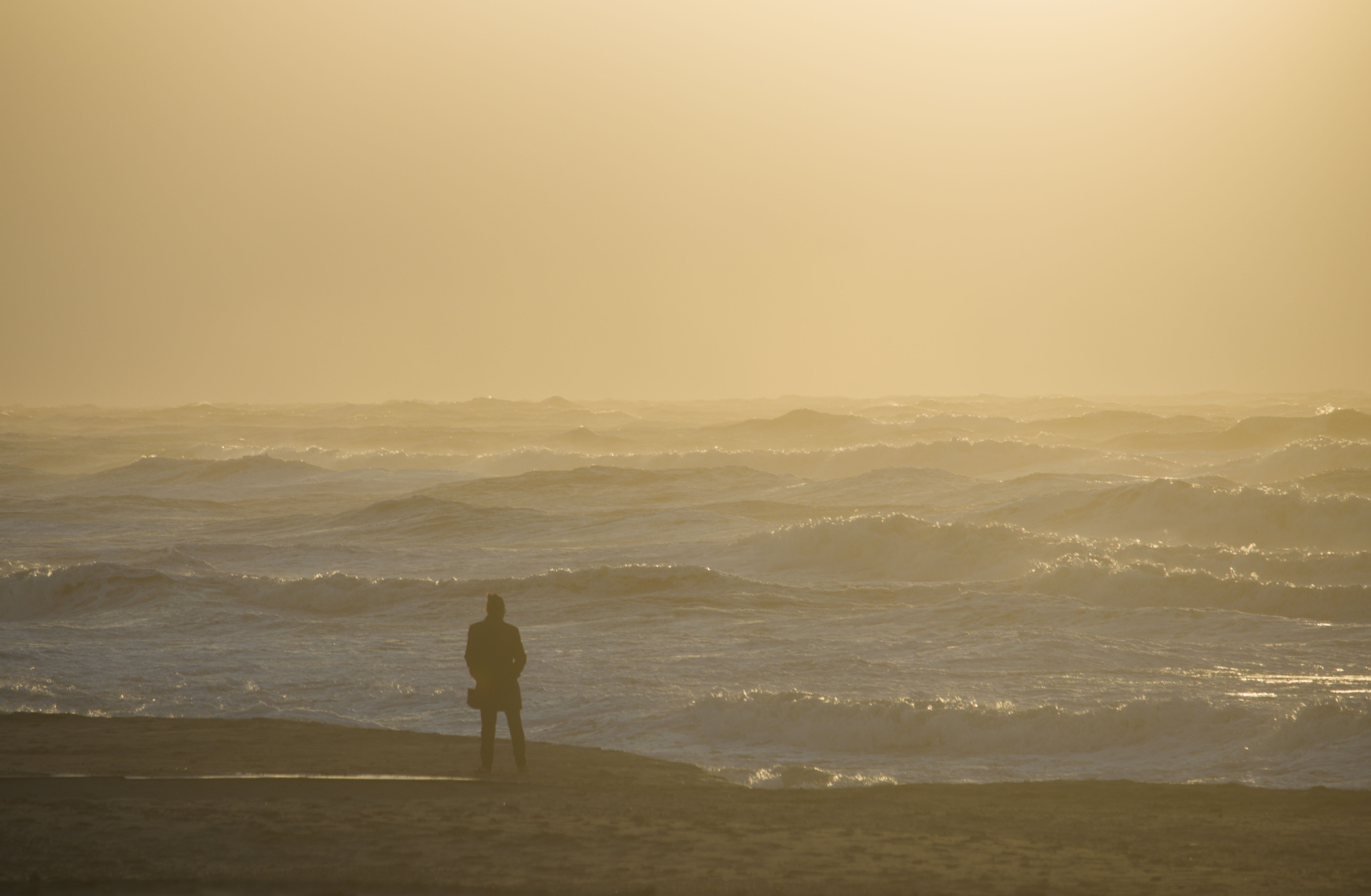 Disturbance has a greater effect on giant kelp productivity than resource availability