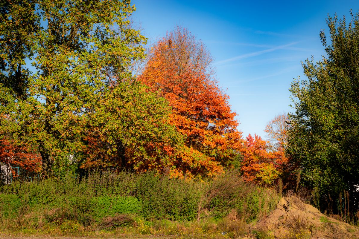 Beautiful fall scenery with vibrant orange and green foliage under a clear blue sky.