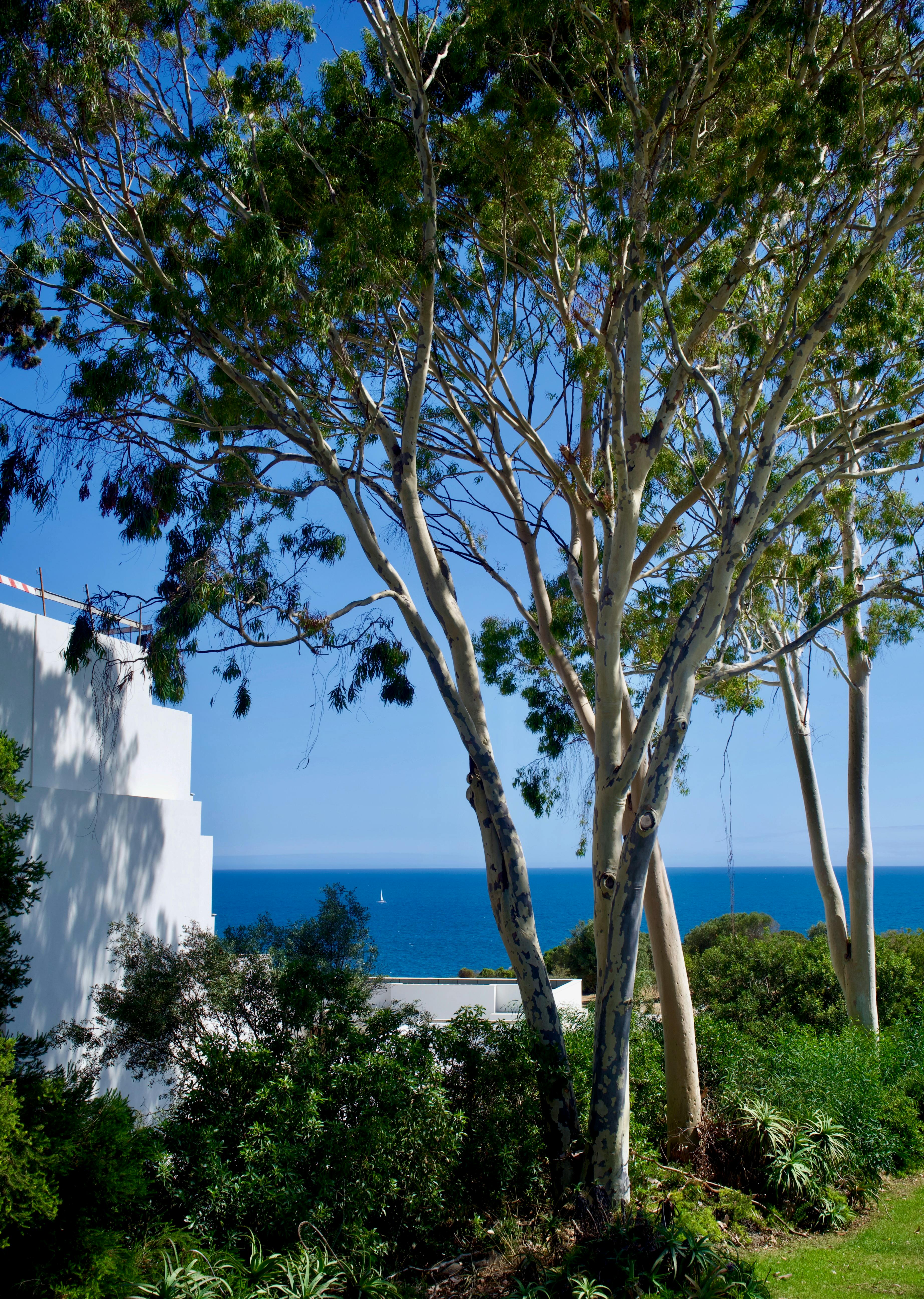 Tranquil view of Mediterranean coastline framed by lush eucalyptus trees under a clear blue sky.