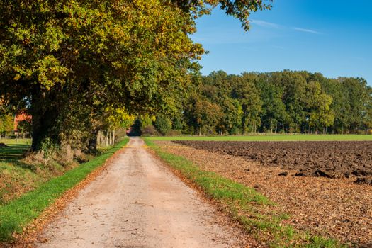 Scenic view of a dirt road through a forest and field in autumn, under clear blue skies.