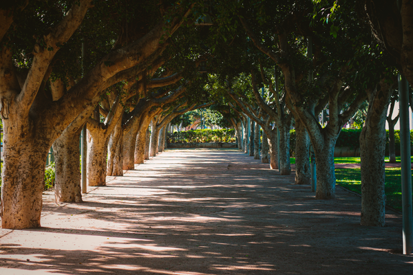 Parc de la Ligue Arabe Casablanca