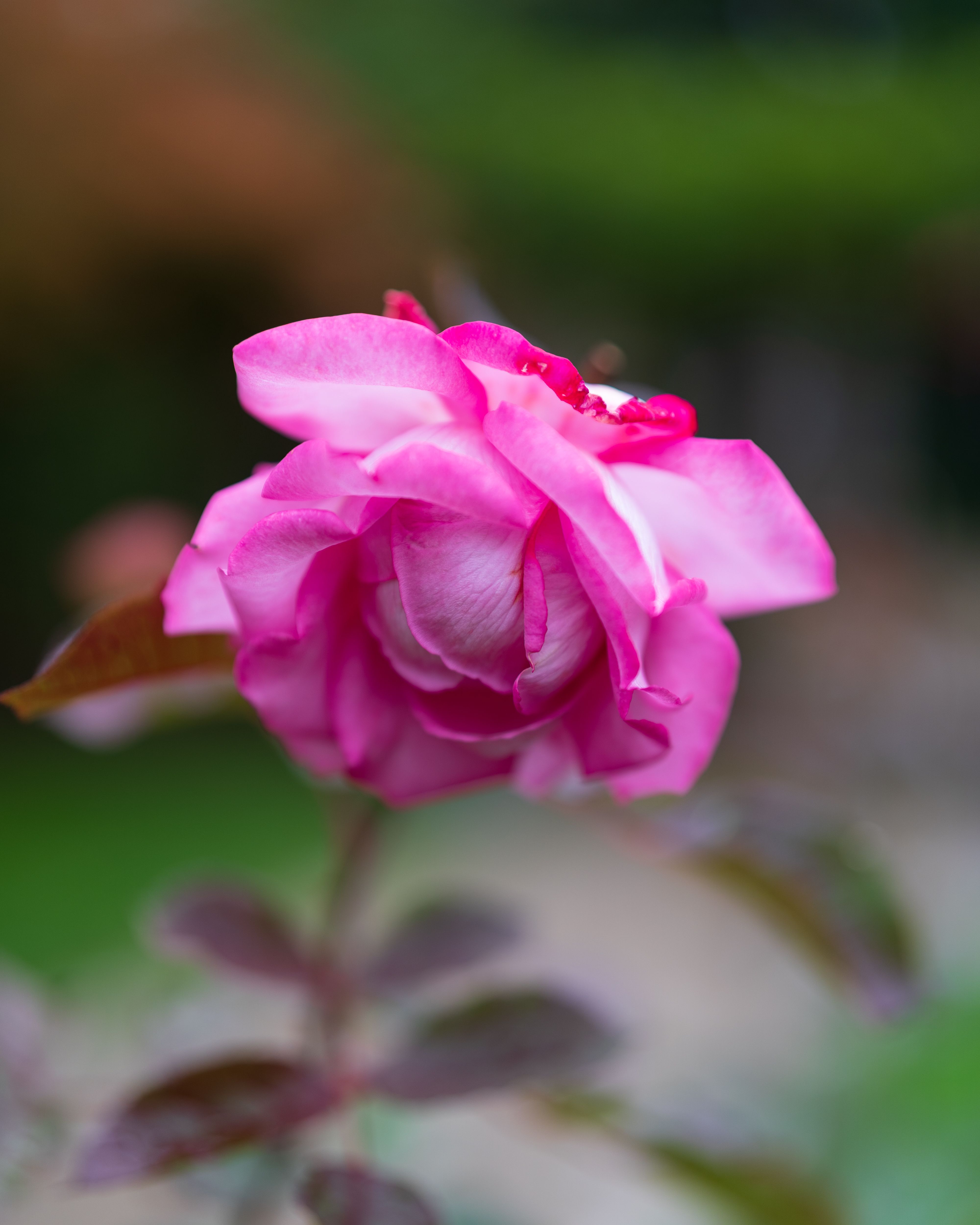 Vibrant Pink Rose Blooming Outdoors in Autumn · Free Stock Photo