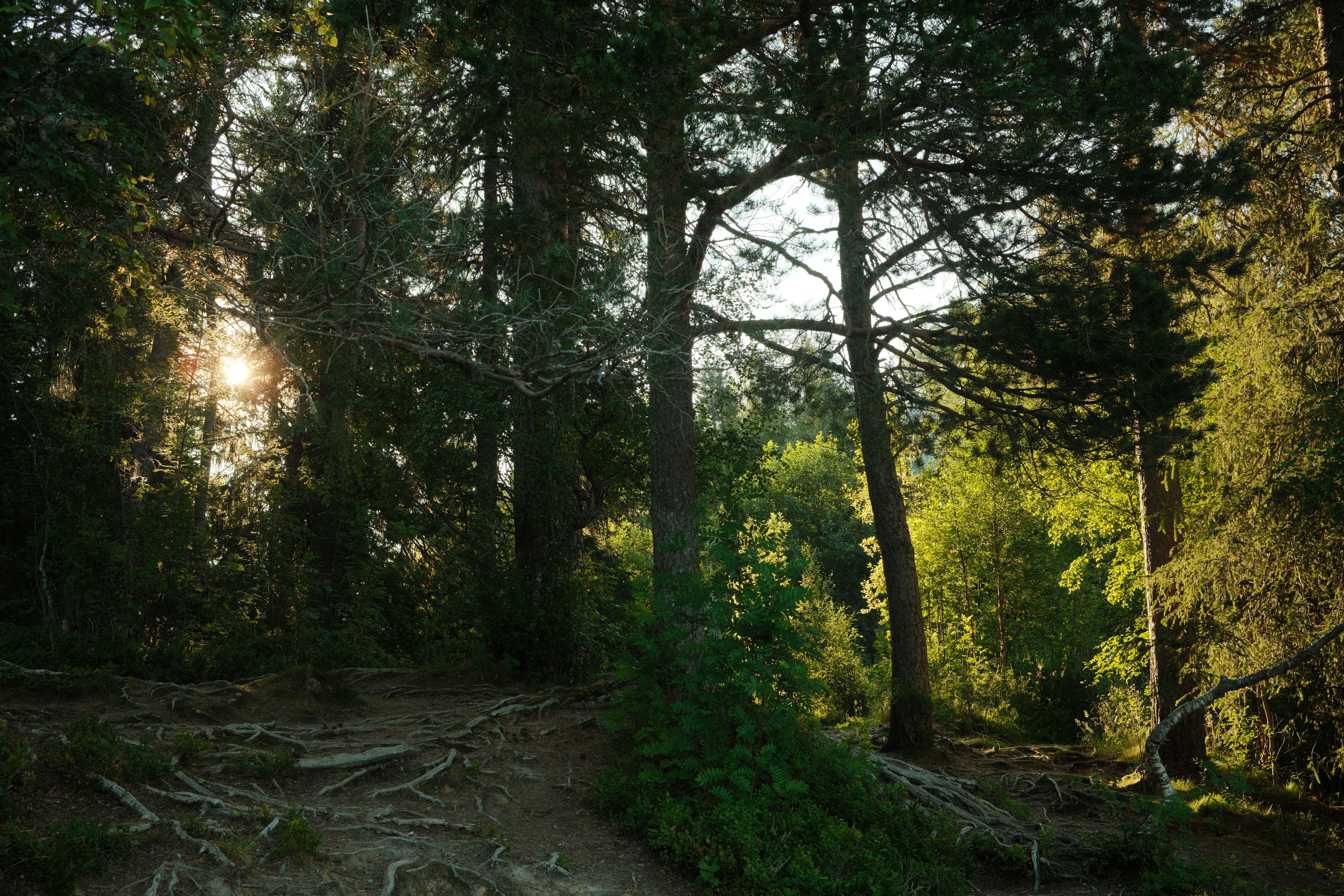 Building Roots While Standing Alone: The Truth About Parenting Without Family — Photo by Dua'a Al-Amad on Pexels