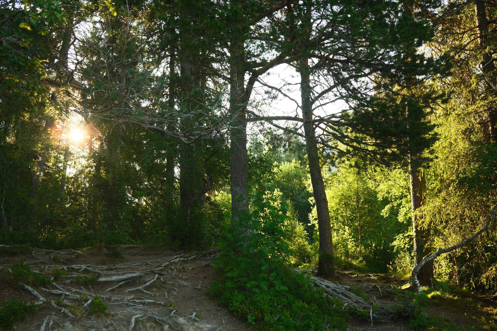 Bymarka Nature Reserve