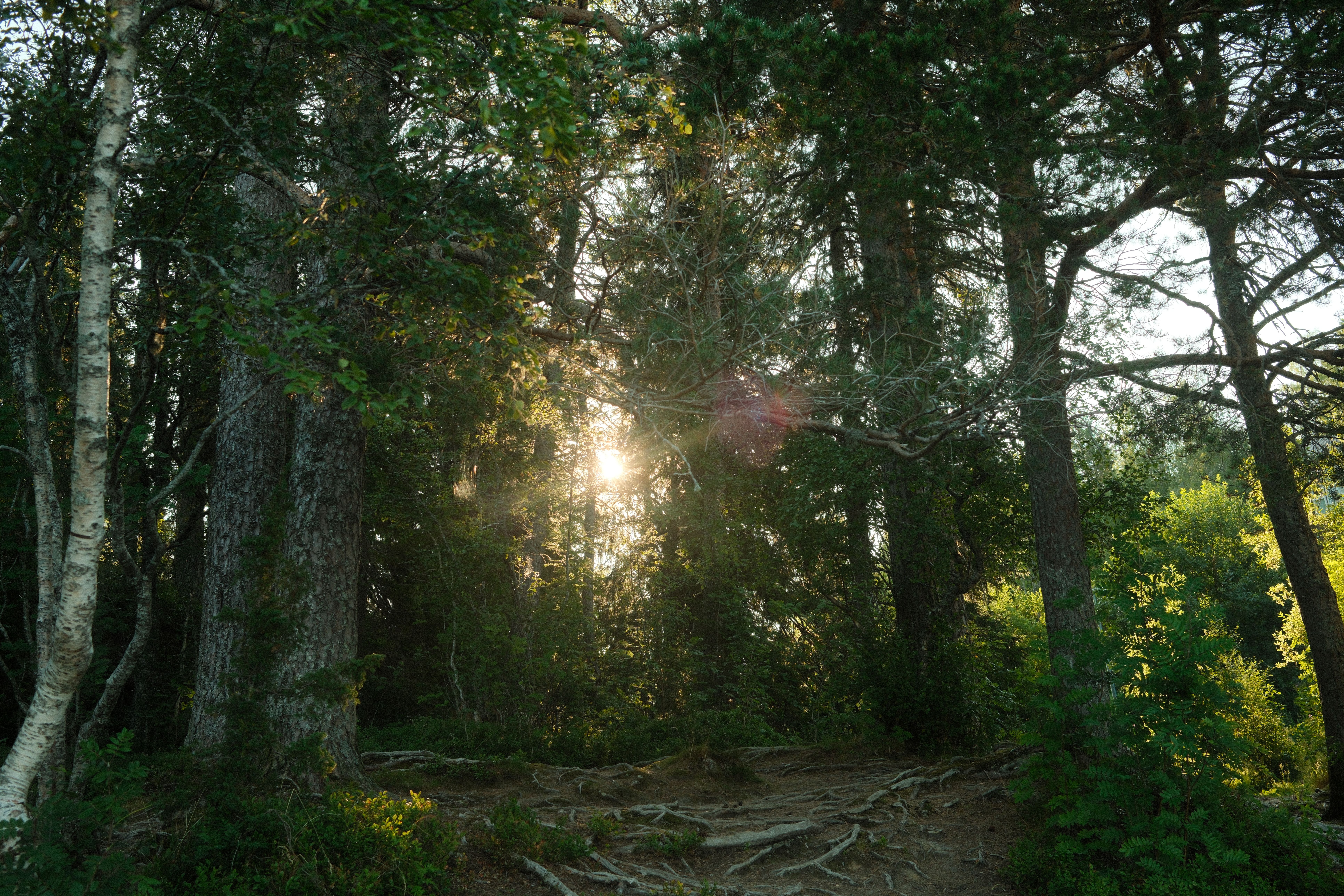 Sunlight filters through dense lush forest in Norway, creating a serene and natural atmosphere.