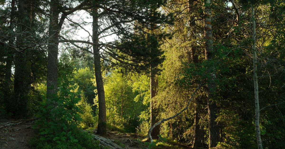 Comment pratiquer la relaxation en pleine nature pour tous