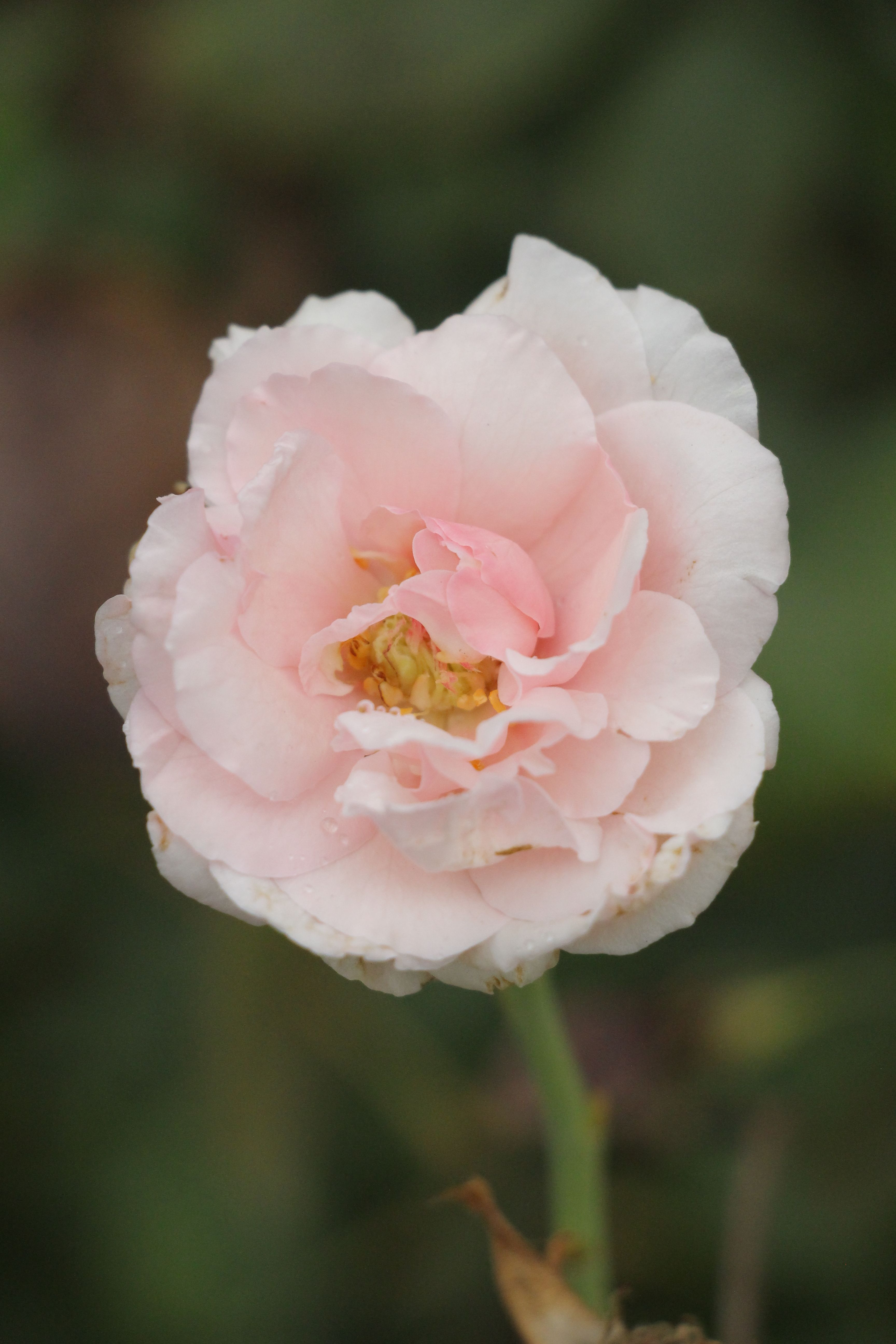 Close-Up of a Delicate Pink Rose Bloom · Free Stock Photo